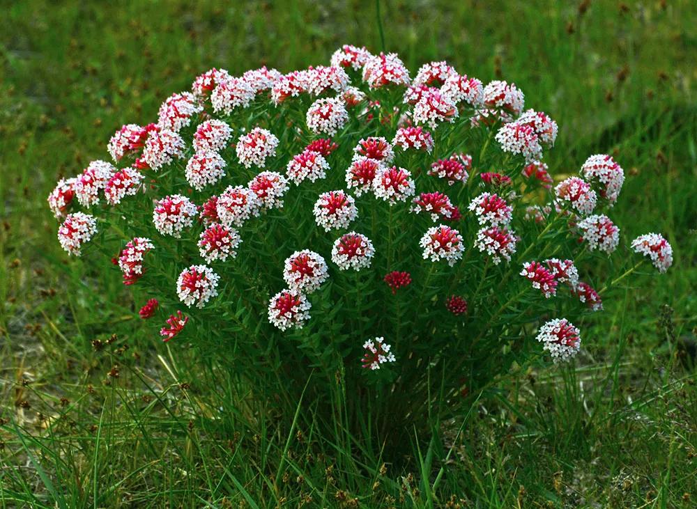屋里烟味大养什么植物,家里最忌讳养的植物
