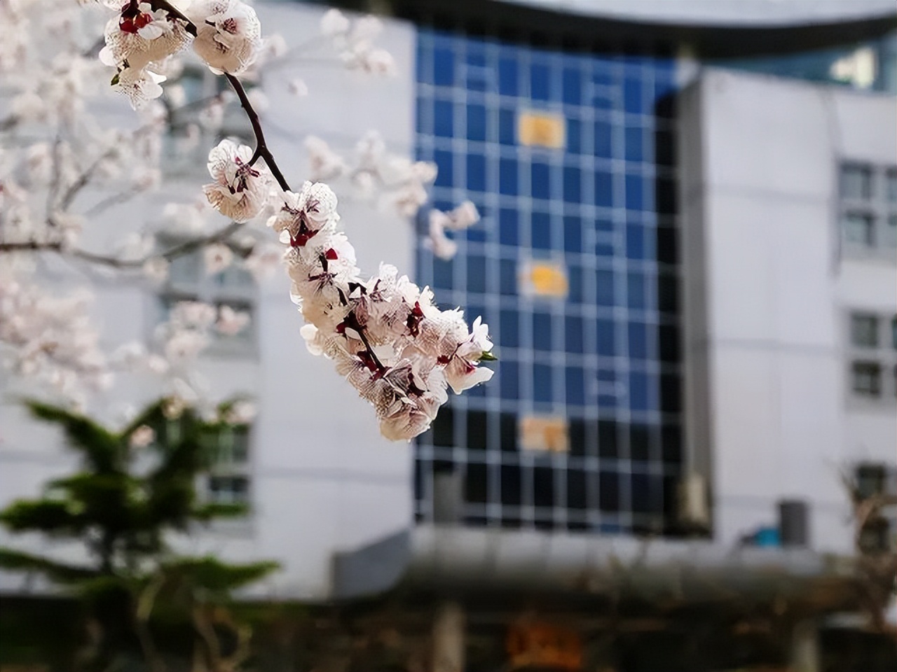 鍥藉閲嶇偣鍙戝睍鍖椾含澶у,鍖椾含楂樻牎钘忓疂