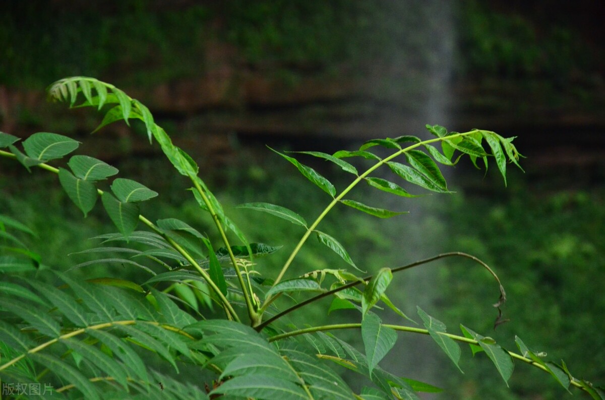 臭椿树和香椿树能串味吗,臭椿与香椿能吃吗