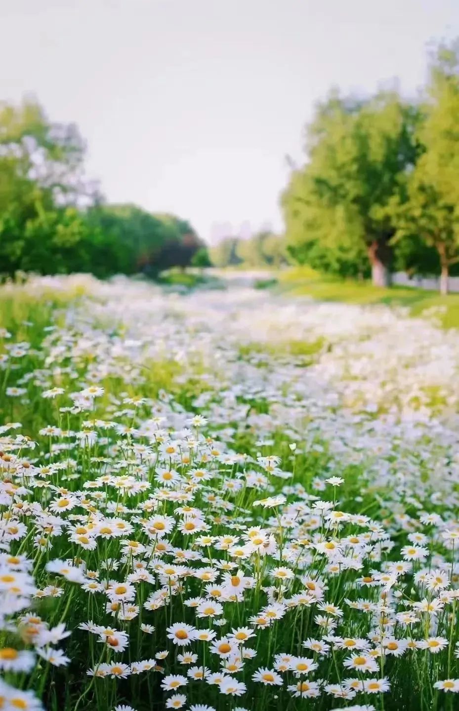 这份赏花地图请收好西安,西安周边春季赏花好去处