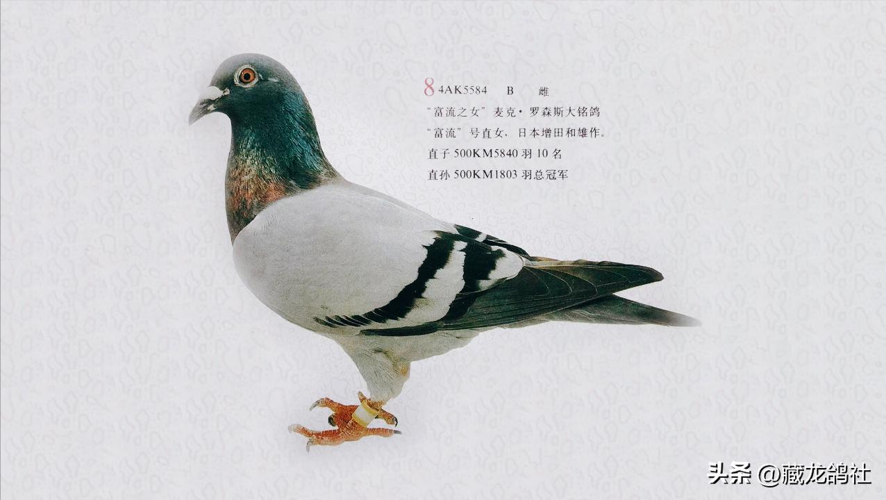 鸽子上棚比赛需要用什么药物,赛鸽打比赛补品的正确使用