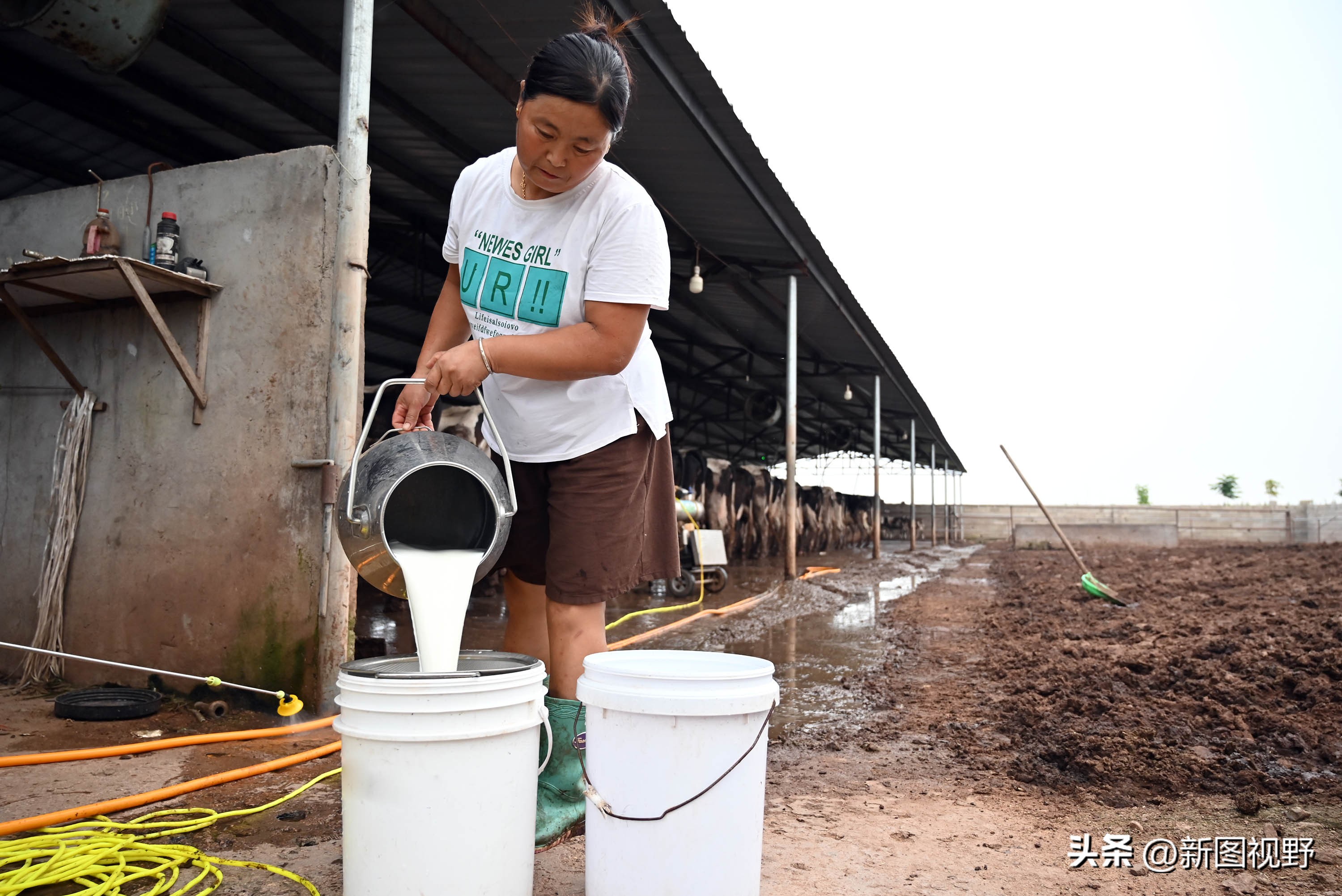做牛生意怎样才能赚钱,做牛生意如何赚钱