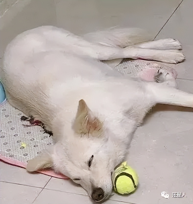 萌汪躺爸妈怀中被冷落，委屈“盖手机”刷存在感：理偶一下嘛