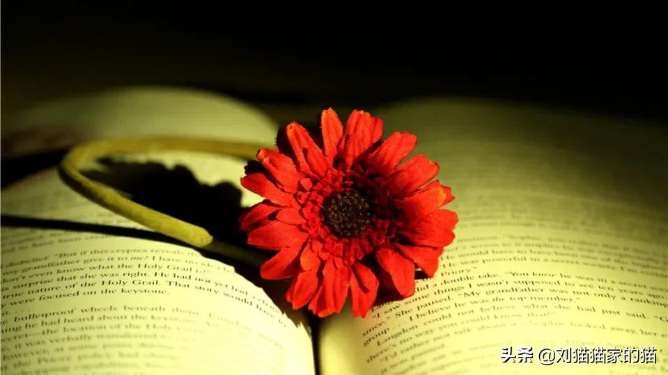 已婚女性被异性追求的心理,已婚女人被异性追求是什么心态