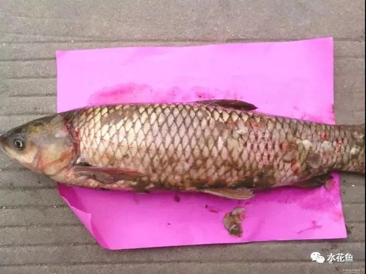 低温水霉怎么治疗,赤皮水霉