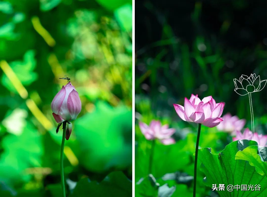 五一，光谷这些地方可以露营，还可以赏花、登山、看展……