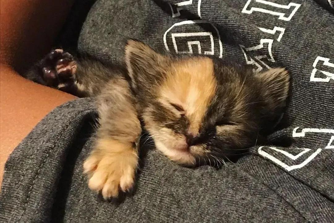 玳瑁阴阳脸猫,阴阳脸玳瑁小猫