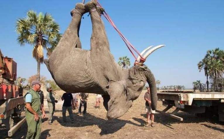 世界唯一被执行死刑的大象,被判死刑的大象