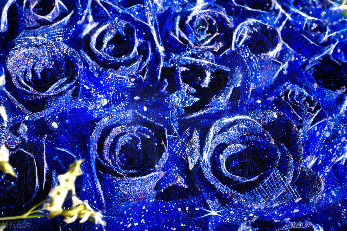 分享美图蓝色妖姬,蓝色妖姬玫瑰花美图