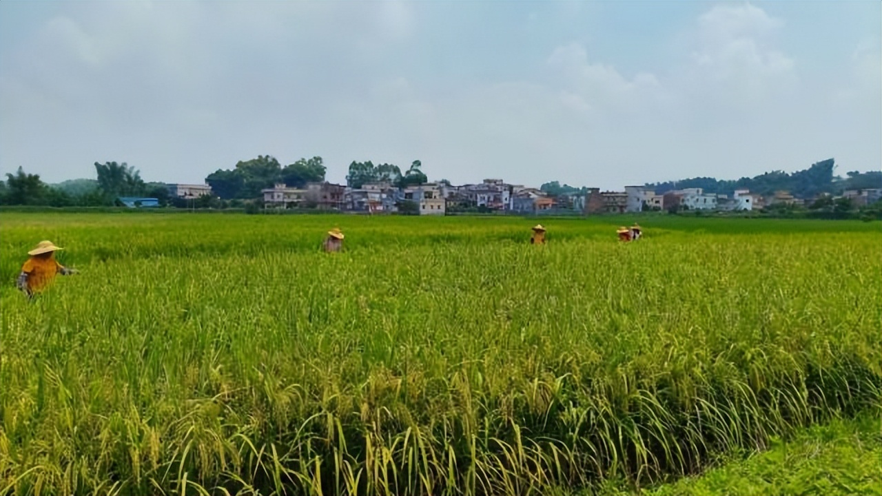 返乡创业新农人90后,创业90后新农人