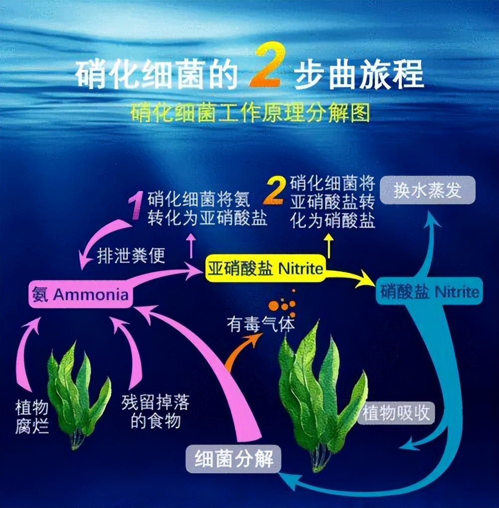 锦鲤鱼池下过滤池底粪便如何清除,锦鲤鱼池过滤仓用什么做盖子好