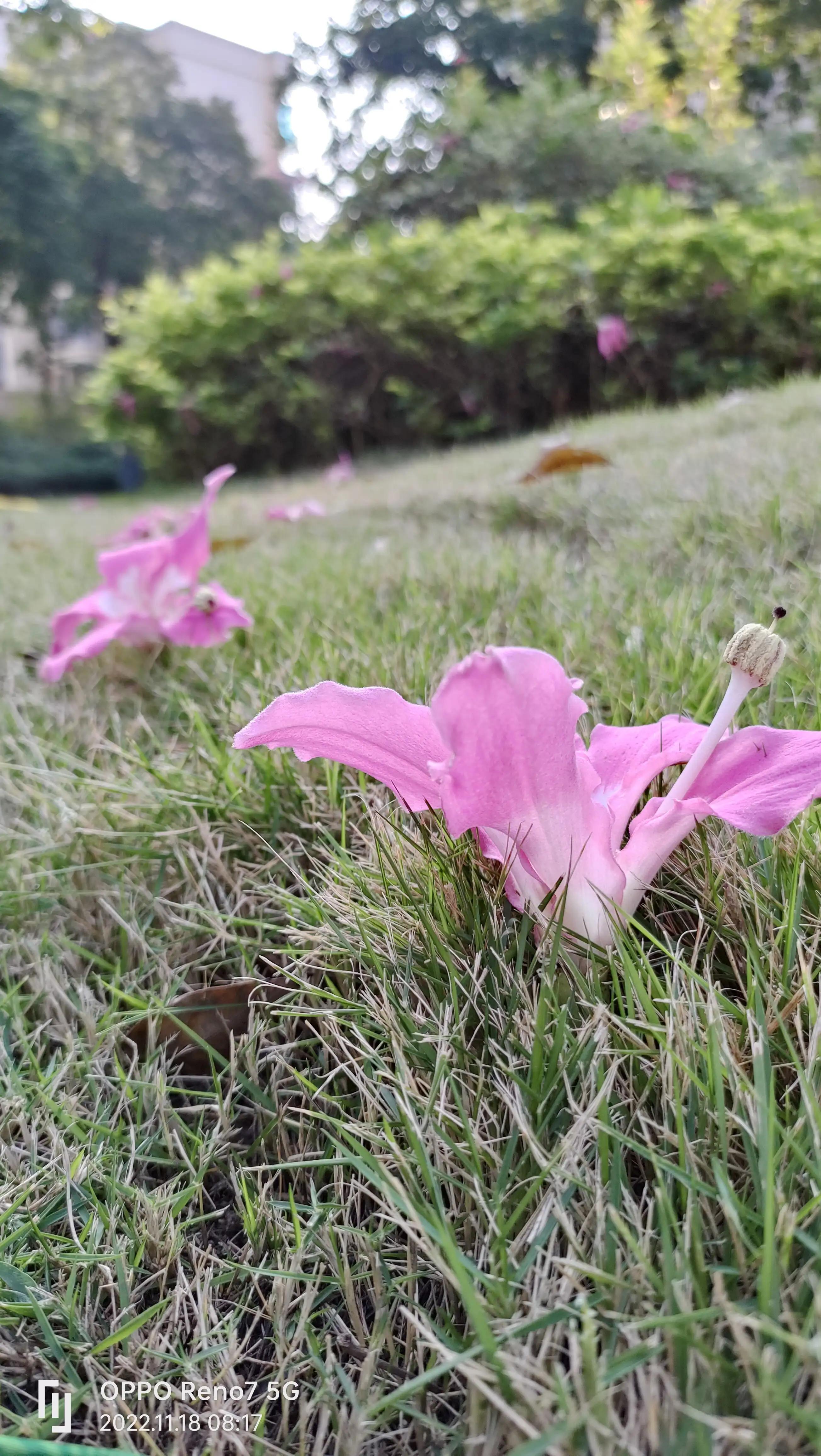 一只狗狗的自述故事金毛,一只狗狗完整内心独白