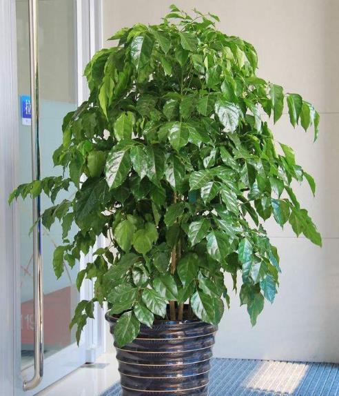 百花齐放春意浓群芳争艳,百花齐放喜迎新春