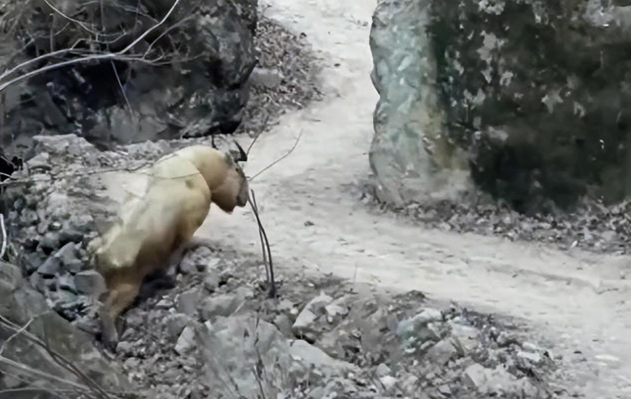 陕西眉县现一头“怪牛”该男子喂它很多次，网友看到：秦岭杀手王