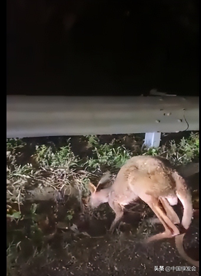 触目惊心澳大利亚,澳大利亚的袋鼠有多吓人