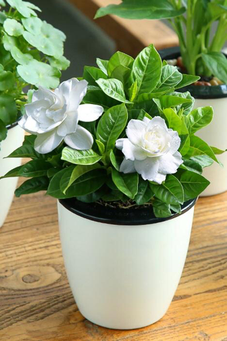 买花怎么养才不会枯萎,买花盆栽最省钱的方法