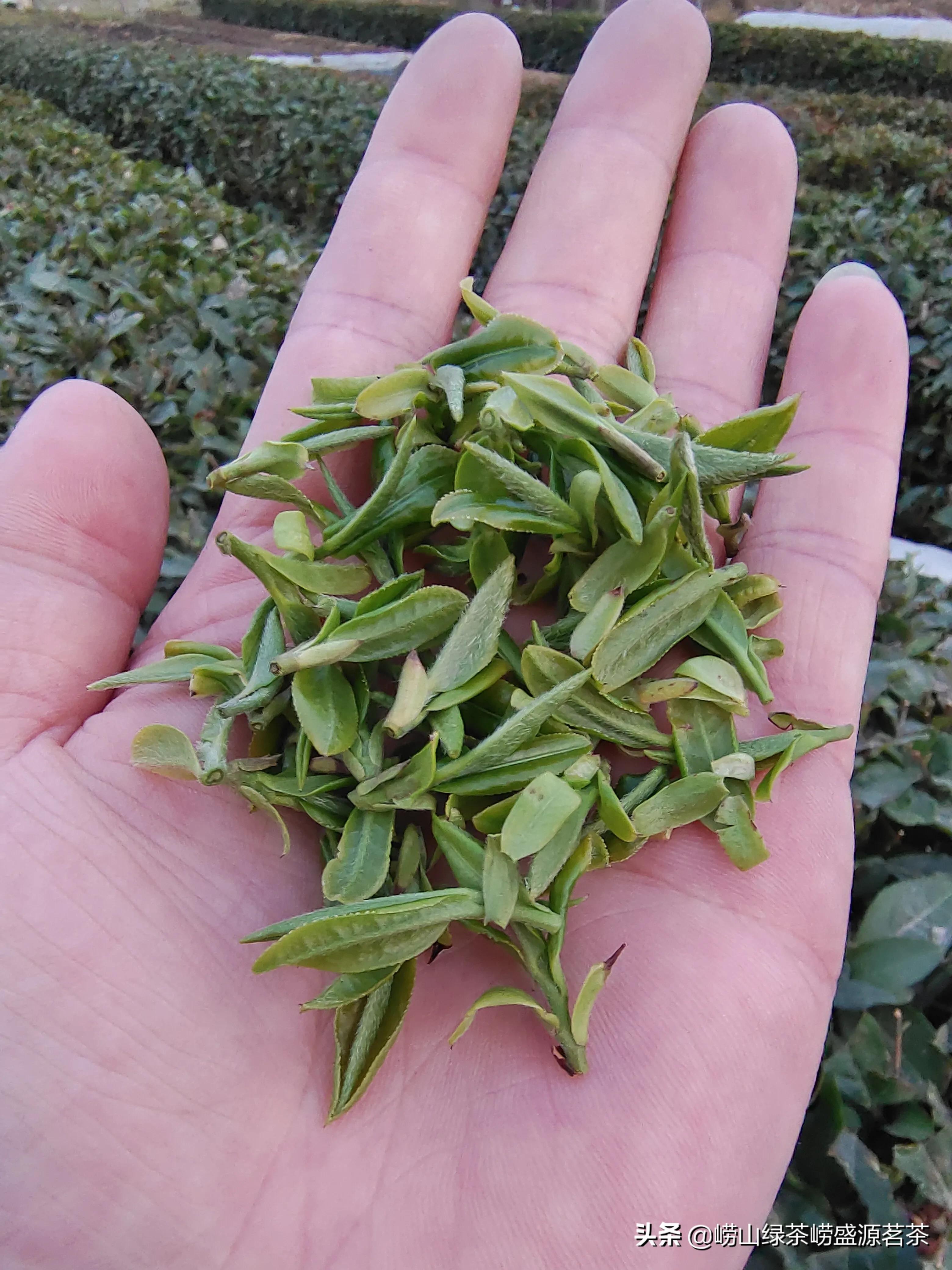 青岛崂山真正的崂山茶绿茶,崂山茶和日照绿茶哪家好