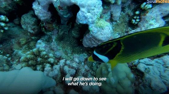 国外美女姐姐海里偶遇一只小鱼，竟引发神奇友谊！网友：前世情人