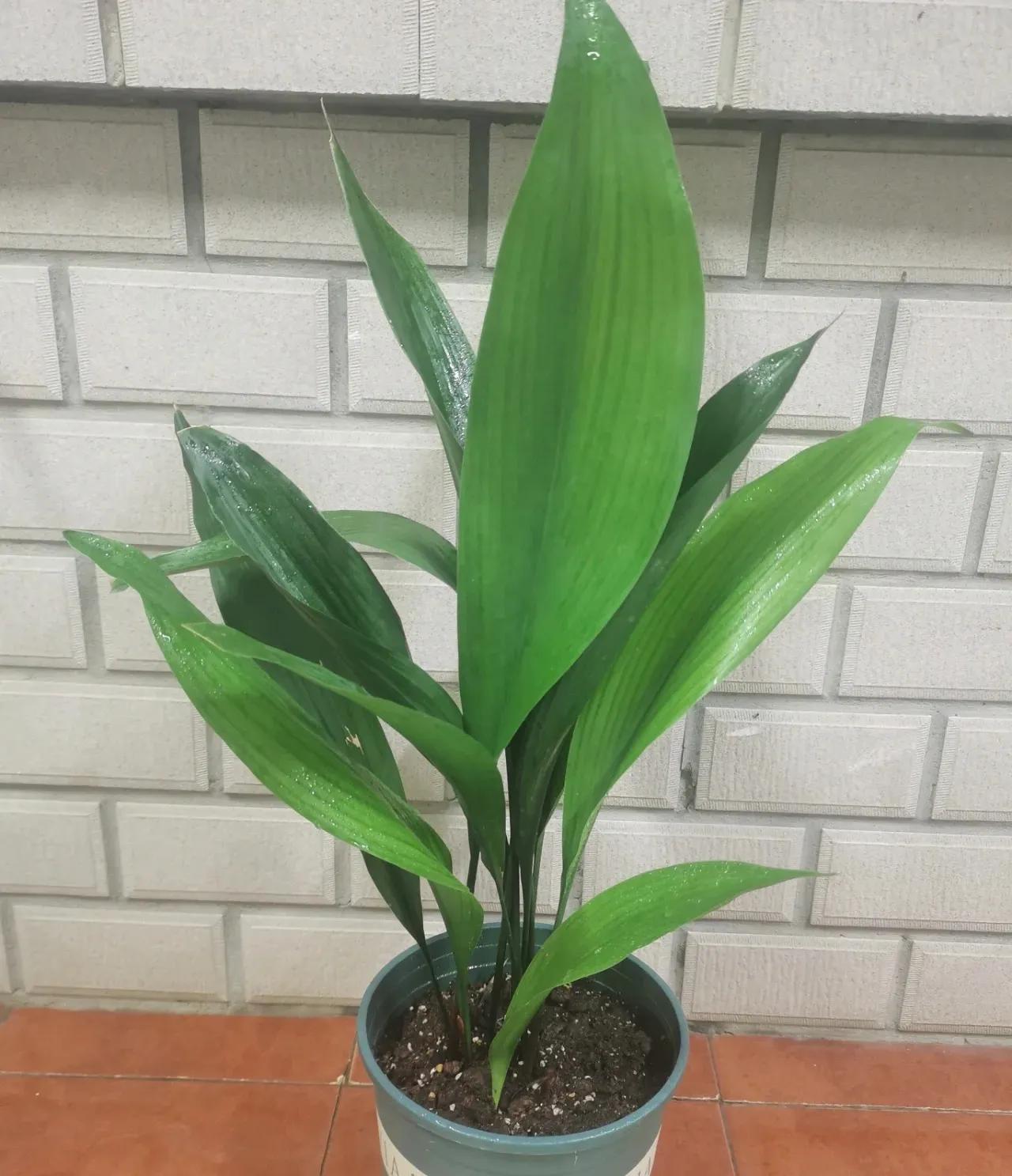 吸甲醛排行榜前十名的十种花,吸客厅甲醛最好的10种花