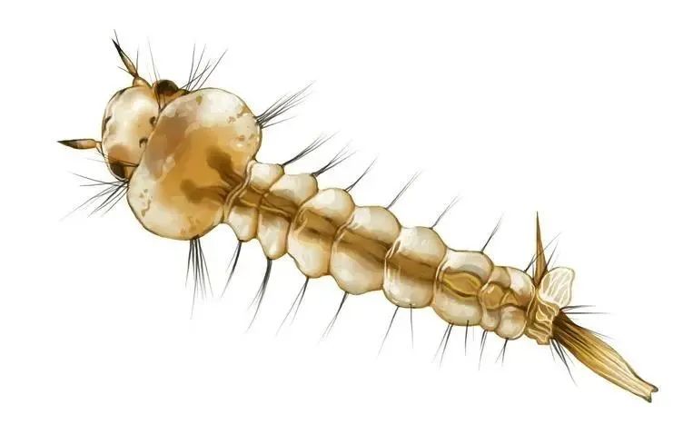 越冬蚊子怎么消灭,消灭一只越冬蚊的最好时间