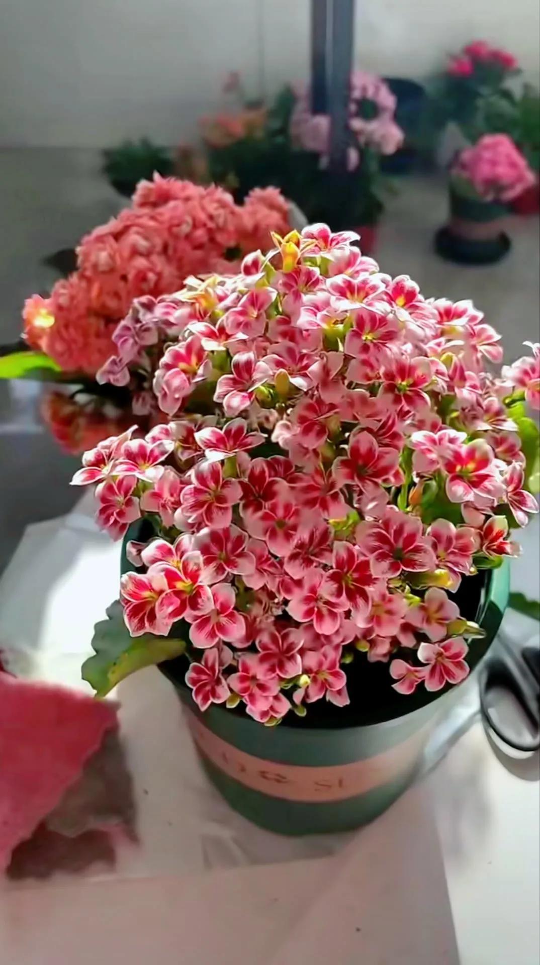 分享精美花朵图片,分享春天的图片大全