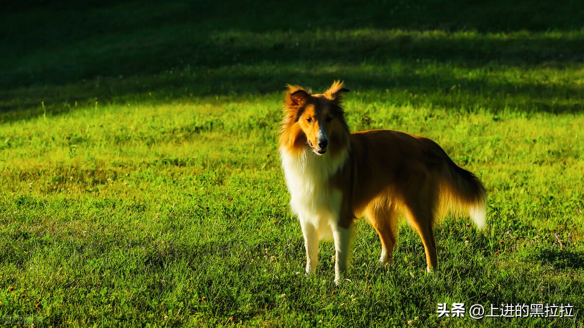 喜乐蒂牧羊犬品种,喜乐蒂牧羊犬品种简介