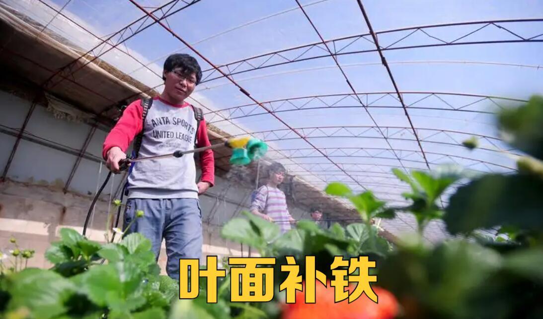 大棚菜苗发黄是什么原因,种菜有黄叶用什么方法可以解决