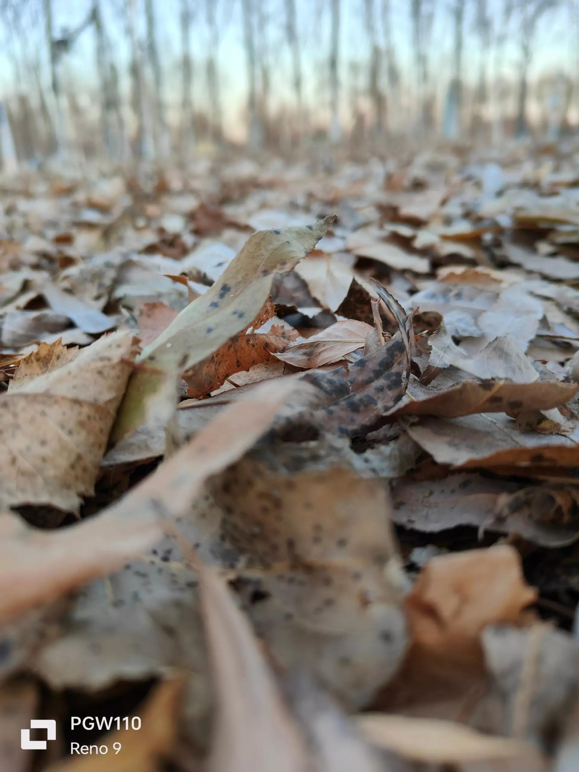这影像能力还是标准版吗？多场景实测，Reno9堪称2K价位拍照神器