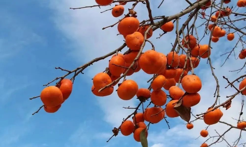 我是灵台，这是我的名片