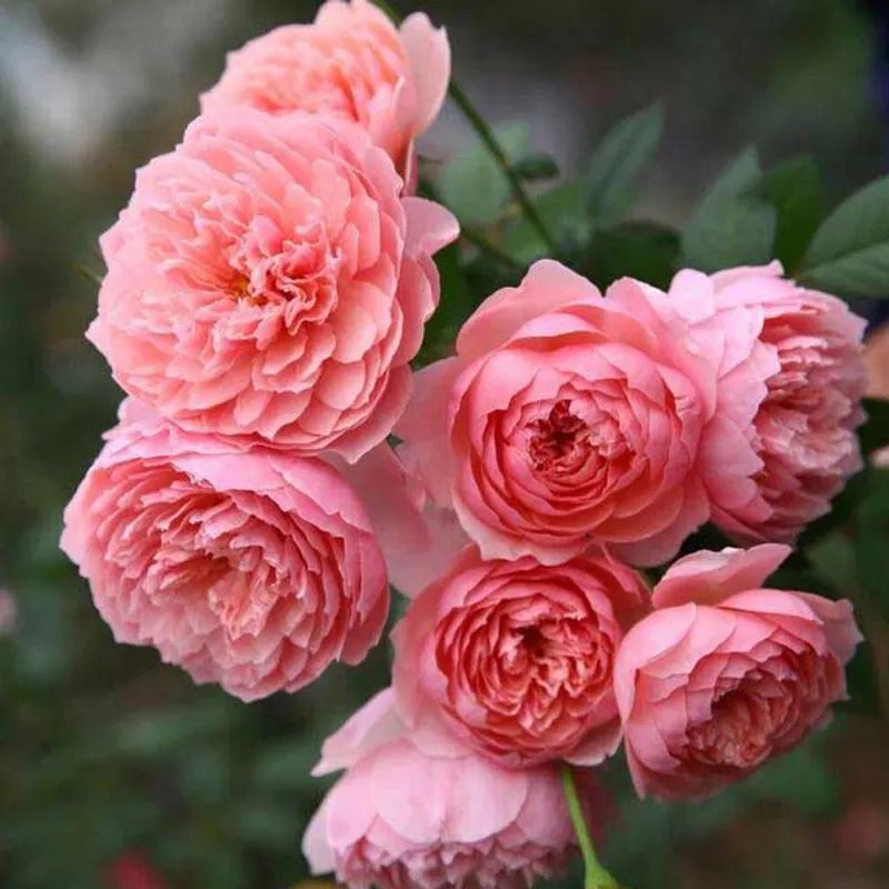 月季花瓣的旋转方向,月季花瓣和玫瑰花瓣的区别