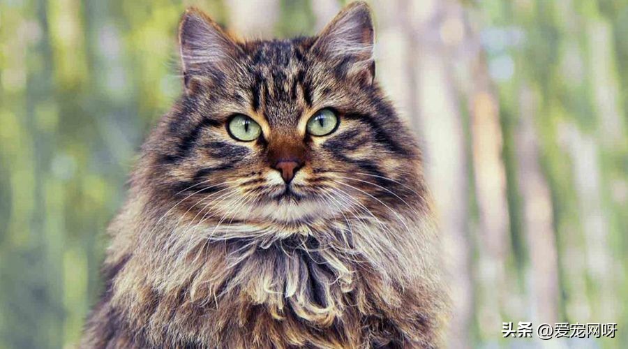 猫咪品种大全及图片,猫咪品种大全视频