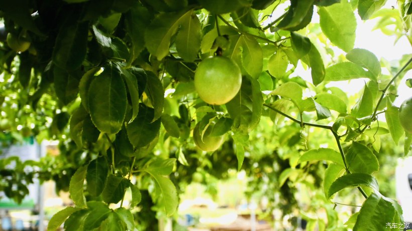 平沙露营地方,珠海平沙公园可以露营过夜吗