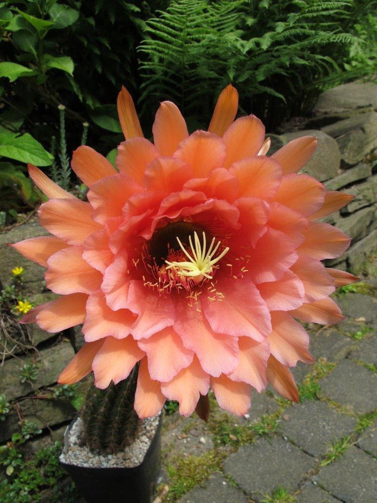 毛花柱仙人球品种大全,顶级精品仙人球花