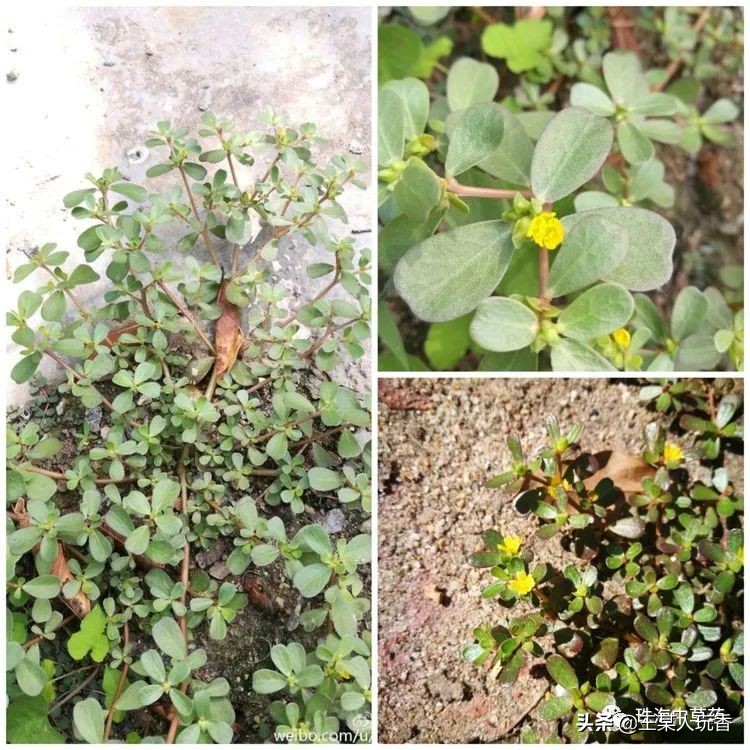 石家庄挖野菜攻略,挖野菜攻略