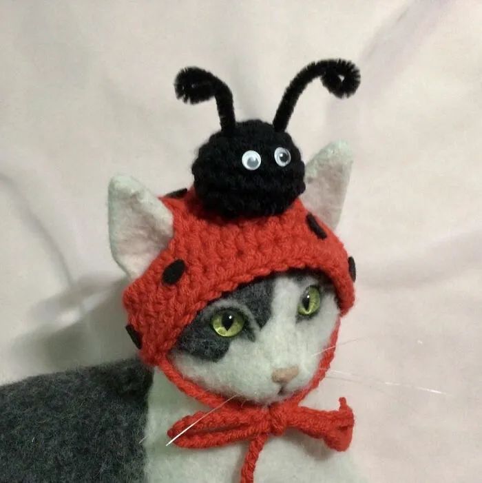 给猫咪编织帽子,给猫编织帽