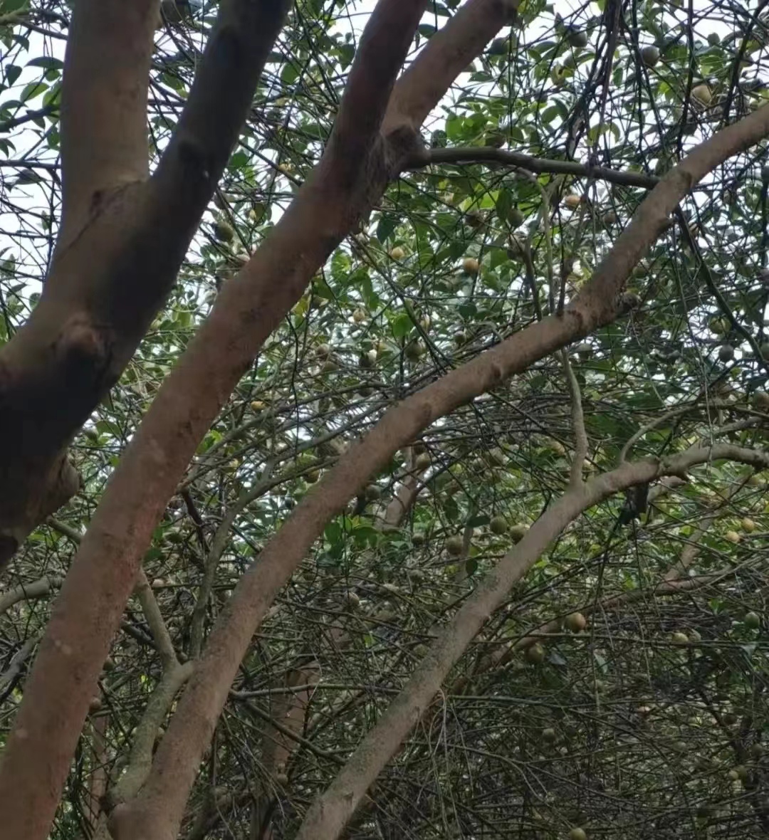 农村种植茶树的前景,种一亩茶树一年的收入多少钱