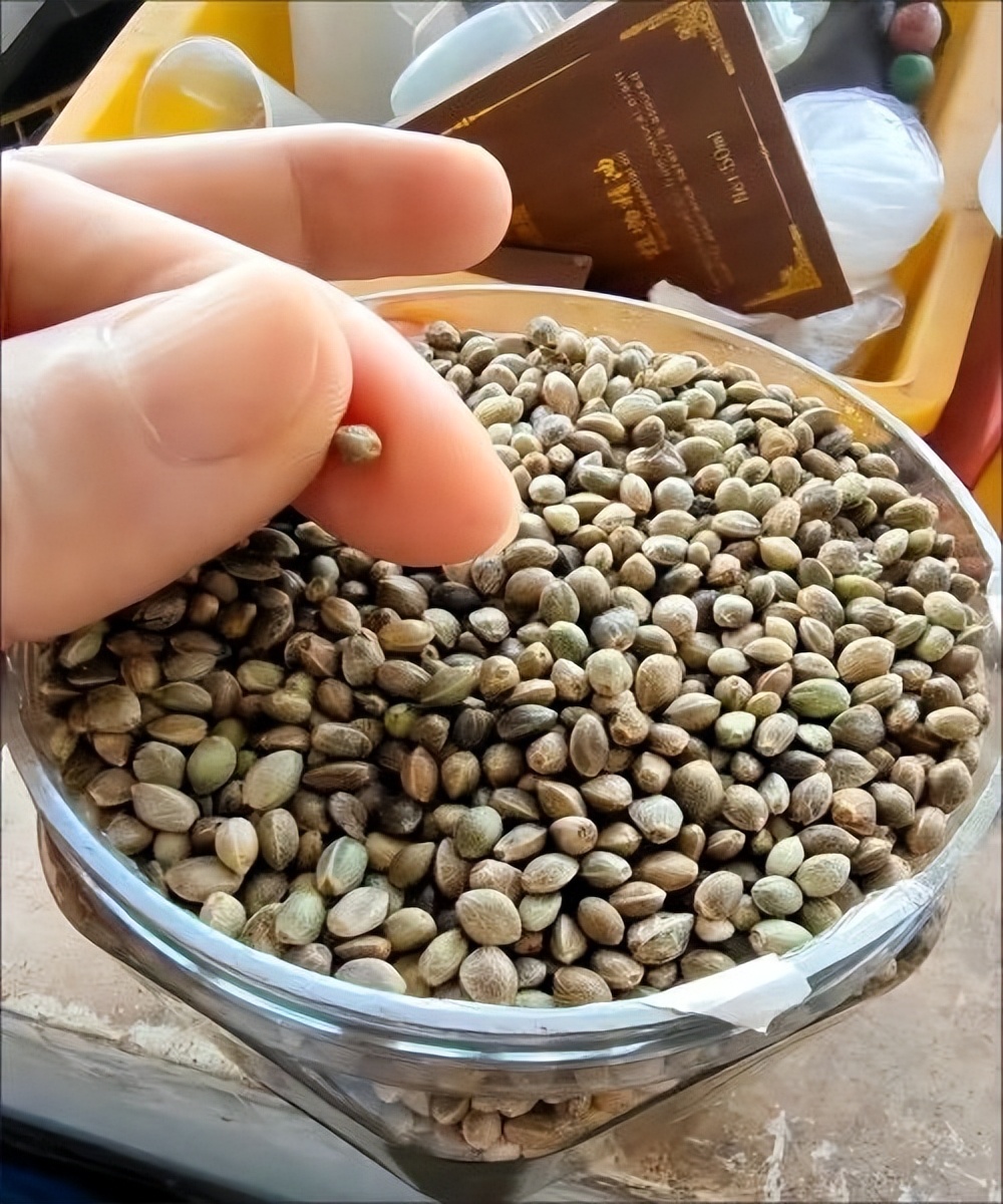 鹦鹉正常吃什么食物好养,鹦鹉饲养吃什么食物和饲料