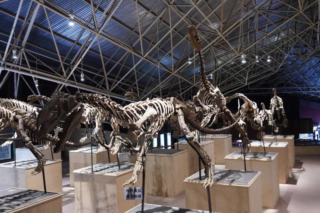 新楚大高速全线通车,新楚大高速最新消息