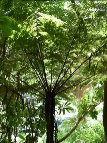 家底大揭秘！深圳究竟有多少“神奇生物”？