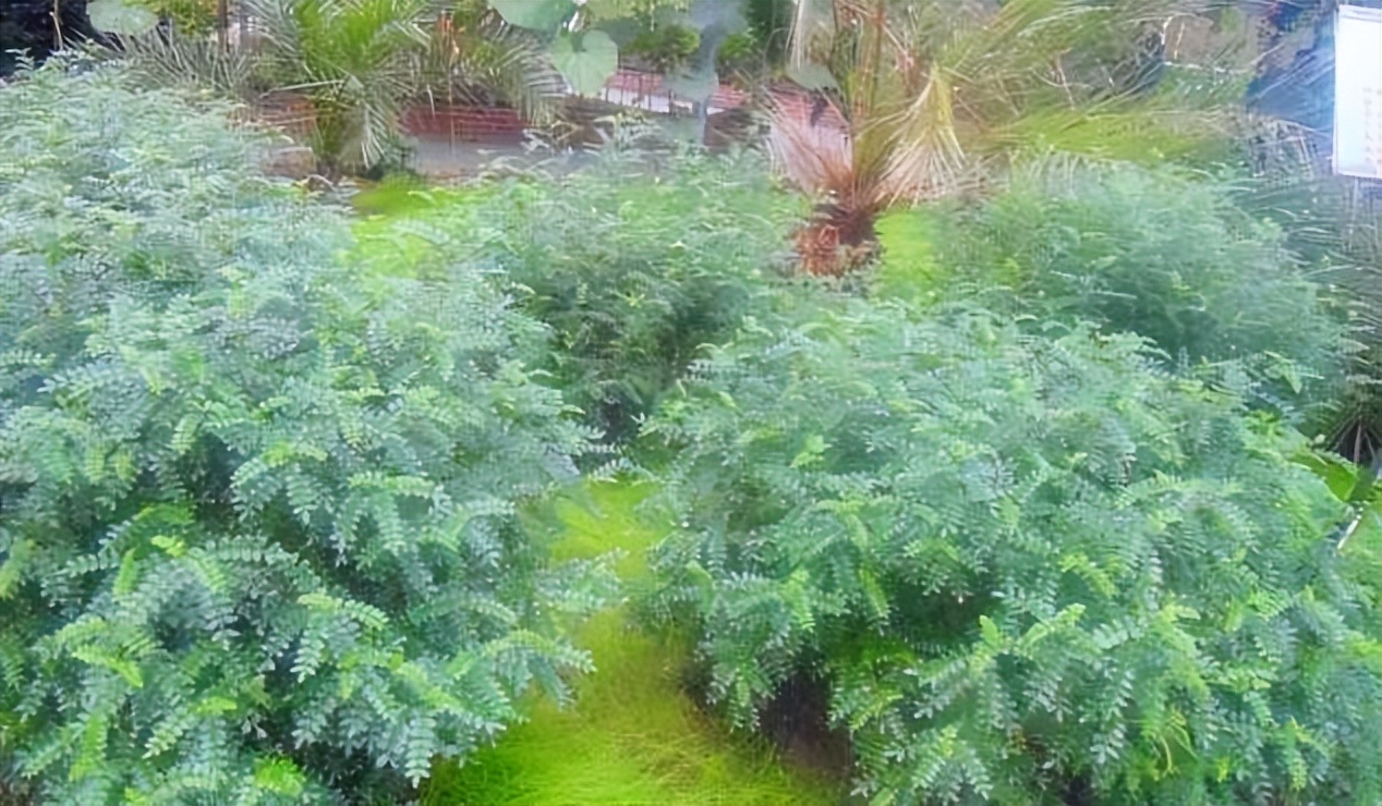 房子养什么绿植好,什么小绿植适合进新房养