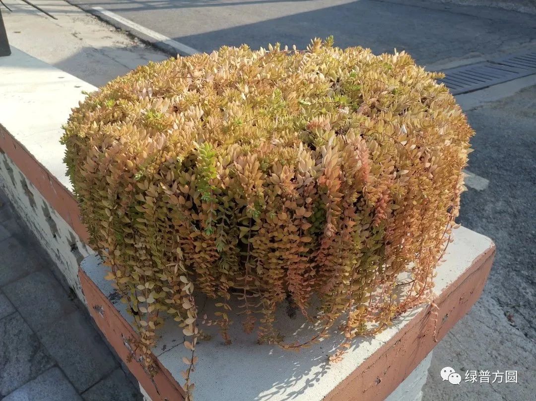 垂盆草在花境中的应用,垂盆草的功效与应用