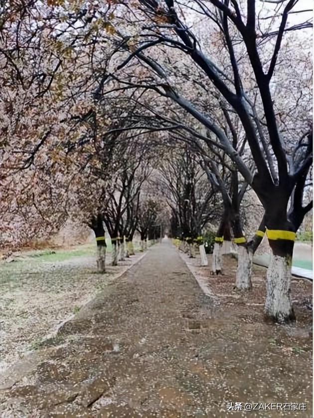 石家庄早新闻,早新闻完整内容