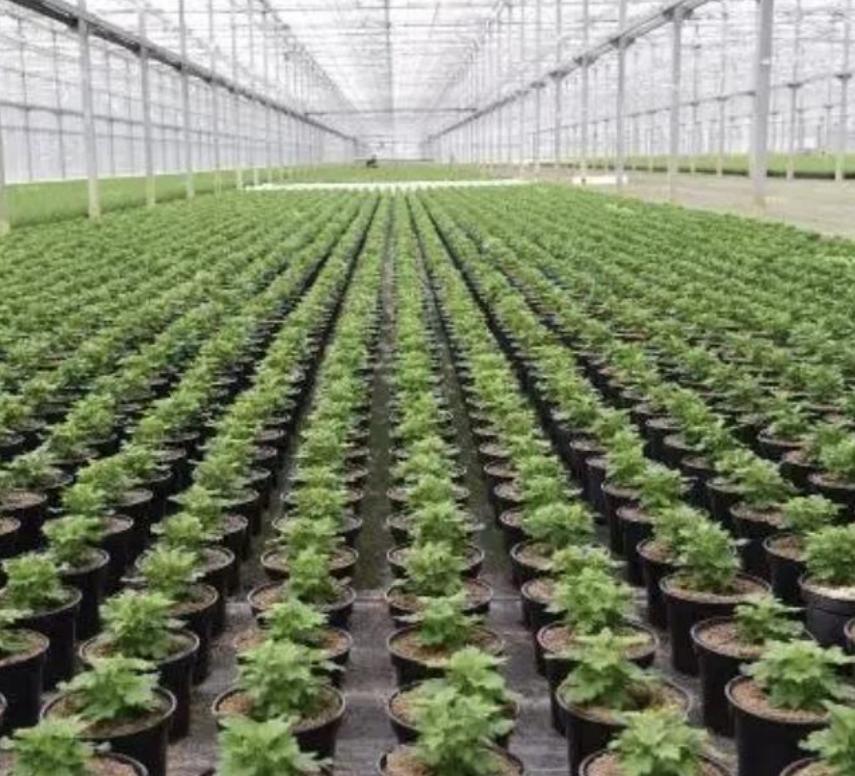 进口额下降27%，品种调整加速，盆花进入“国产时代”？