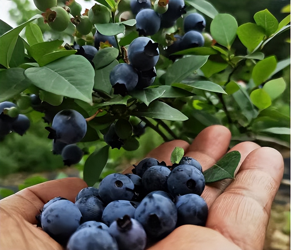 黄桃、蓝莓、西瓜……尧乡盛夏瓜果香，快来品尝夏天的味道！