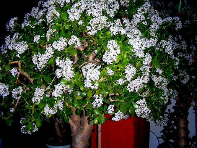 旺财避煞的盆栽有哪些,盆栽寓意人旺财旺都有什么