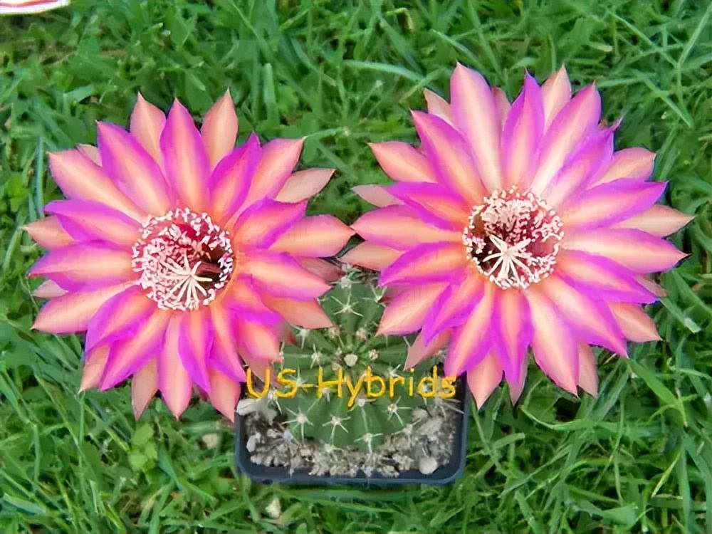 草球牡丹锦仙人球,大花彩草仙人球经典品种