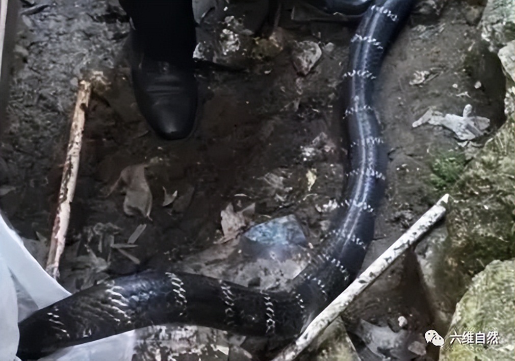 男子夜晚开车惊见巨蟒挡道,两男子路上遇到眼镜王蛇