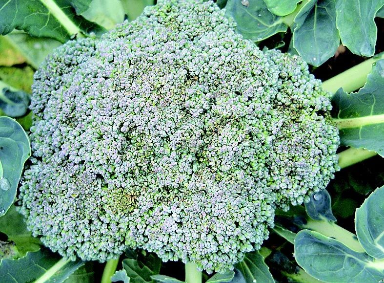 春季真柏盆景如何进行病虫害防治,不用防治的植物病害