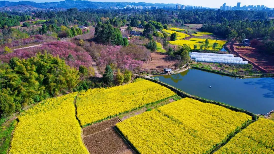 成都市区现实版桃花源记在哪里,成都公交可达的古镇