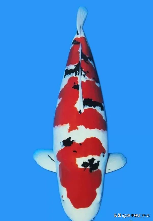 锦鲤如何搭配养殖,锦鲤如何搭配颜色